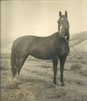 My beautiful horse 'Tumblebug' 1950's.
