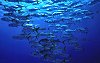 LeRoy French's underwater photo of Jack's Shoal