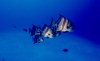 LeRoy French's underwater photographs