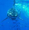 LeRoy French's underwater photograph of a great white shark